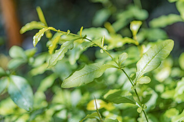 A close-up, glossy image of various green leaves with serrated edges, captured in a lush environment