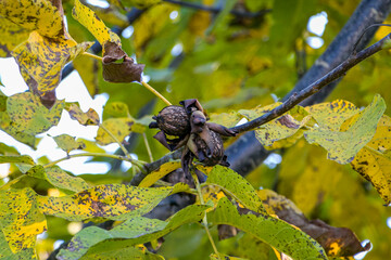 Ripe walnut fruits on a tree branch.
Dark spots appear on walnut leaves. Walnut bacteriosis. Black spot on walnut trees.