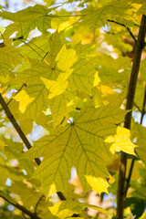 Yellow maple leaves in autumn. Close-up of leaf surface in autumn. Autumn leaves on trees.