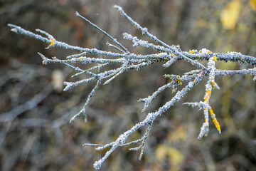 Lichen on a tree branch.
Dry branches of an old tree covered with a thick layer of lichen.
Yellow and gray lichens (Xanthoria parietina) on a tree branch in the garden.