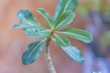 Close-up photograph of a plant with multiple leaves, varying textures and shades of green Central leaf forked at stem, background suggests natural earthy tones