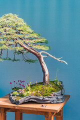 A mature, gnarled bonsai tree is placed on a rock base mimicking a mountain, with surrounding...