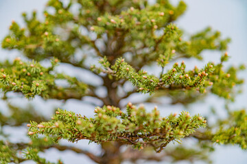 Close-up photo of a bright green, densely packed leaf tree in full bloom or growth stage, set against an outdoor backdrop in a garden or park with ample sunlight