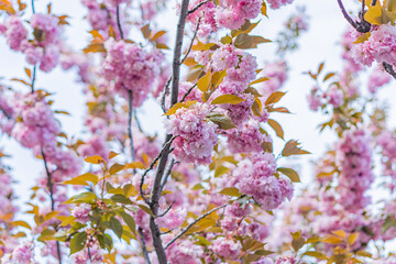 Close-up image of blooming cherry blossoms with varying shades of pink petals and green stems, against a hint of sky in the background