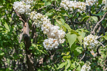 Close-up image of a flowering tree branch with small white clustered flowers and long, fresh green leaves Background includes additional branches and foliage, suggesting part of a larger tree or shr