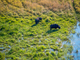 Two Cape buffalo (Syncerus caffer) grazing in the Okovango Delta in Botswana