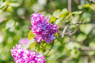 Obraz premium A cluster of purple flowers, likely lavender, blooming with delicate petals in a well-maintained outdoor setting The blurred background and soft shadows suggest natural light