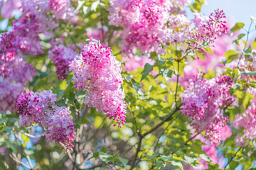Obraz premium Close-up view of a tree with profusion of pink flowers in spring or early summer, dense petals, green foliage, bright light, soft shadows, wooded or park setting, natural light, depth