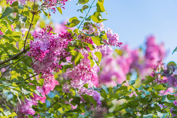 Close-up view of vibrant pink blossoms with green leaves, arranged along blurred stems against a hazy backdrop Depth of field effect emphasizes the flowers which could be seen on an overcast day or