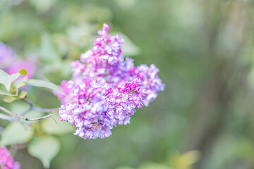 Obraz premium A prominent close-up of a vibrant purple flower against a blurred background, possibly part of a cluster or bouquet, with warm hues and cool tones