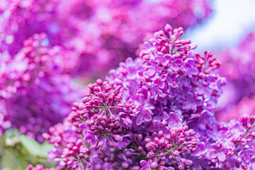 Close-up view of vibrant purple lilac flowers with tightly packed five-petaled blossoms, standing out against a gradient background soft pink to white Minimalist backdrop and no distinguishing mar