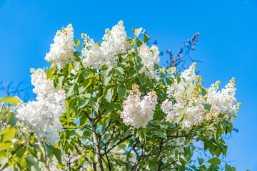 A vibrant image of a full, green-leafed tree likely taken during spring or summer with blooming white flowers possibly cherry blossoms The open sky backdrop suggests sunshine and the naturalistic st