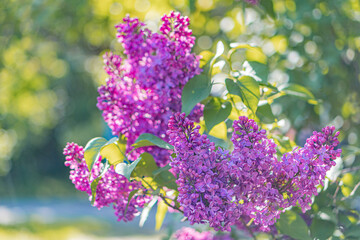 Obraz premium Close-up image of purple flowers with rounded petals, clustered on a bushshrub, outdoors in a natural setting Vibrant colors and clear details in realistic style