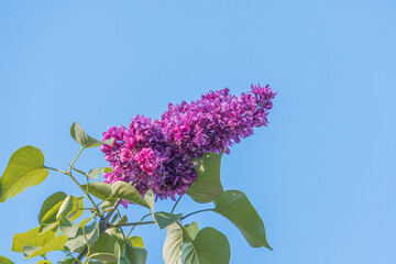 Close-up of a colorful purple flower, part of a healthy plant, contrasting against green leaves,...