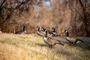 geese in the park