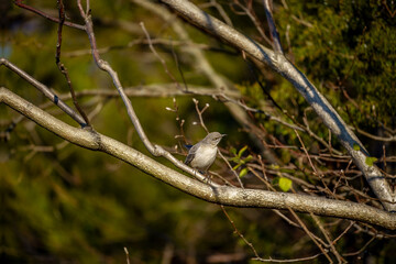 Northern Mockingbird perched on a branch