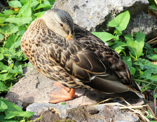 Mallard duck (Anas platyrhynchos) in nature