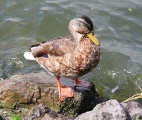 Mallard duck (Anas platyrhynchos) in nature