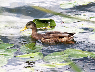 Mallard duck (Anas platyrhynchos) in nature