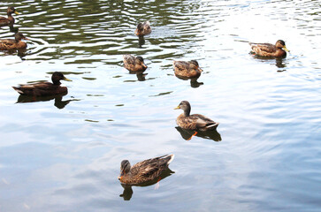Mallard duck (Anas platyrhynchos) in nature
