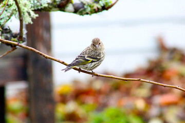Gold Finch on Stick 02