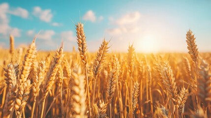 Fototapeta premium Golden wheat field under a bright sky at sunset.