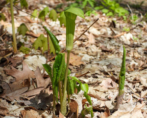 Arisaema triphyllum | Jack-in-the-Pulpit | Native North American Woodland Wildflower
