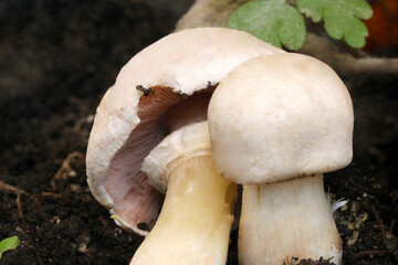 Stainer Mushroom Abstract Pair 04