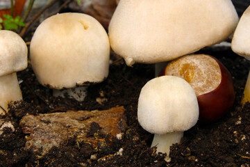 Mushroom Chestnut Landscape 04