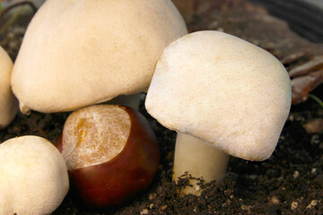 Mushroom and Chestnut 08