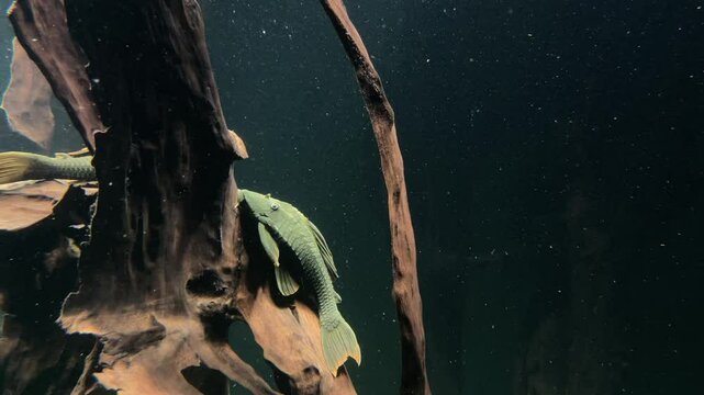 Blue eyed Red Fin Pleco, Blue-eyed Cochliodon Catfish, Cochliodon soniae, Hypostomus soniae, L 137 Red Bruno in natural habitat, sleeping on a mangrove tree trunk in green blue water