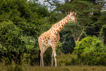 A Rothshild Giraffe in Lake Nakuru Nationalpark, Kenya