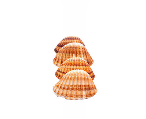 Collection of seashells isolated on white background