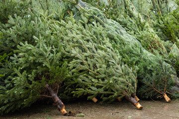 Freshly harvested Christmas trees bundled with netting and stacked in rows, ready for sale at a festive holiday market. Traditional Christmas decor and seasonal preparation for winter celebrations