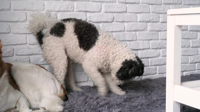 Curious little dog digs fluffy rug , playing ang setting to sleep