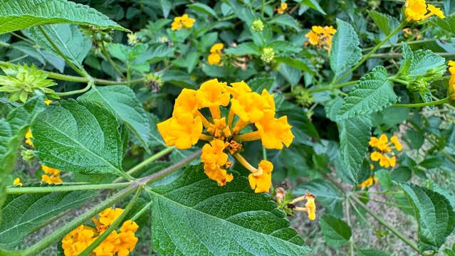 Beautiful yellow Lantana camara flowers. Selective focus. Bushes orange Lantana Camara smelly flowers. Close up view of the beautiful Lantana camara flower and has a soft backdrop of summer.