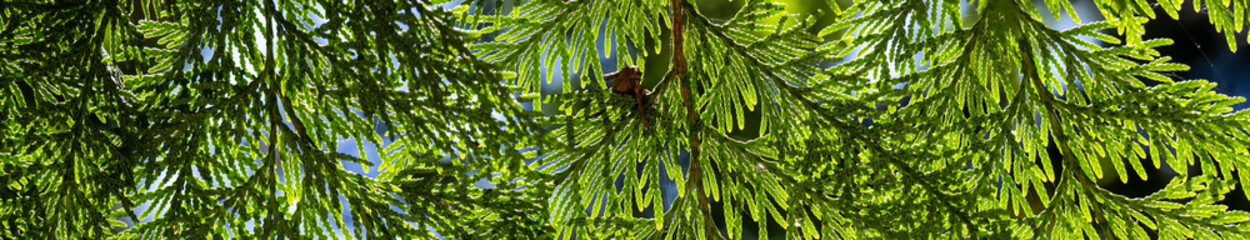 Beautiful lacy green nature background of ceder tree evergreen needle clusters glowing and backlit by the summer sun
