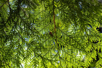 Obraz premium Beautiful lacy green nature background of ceder tree evergreen needle clusters glowing and backlit by the summer sun 
