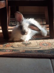 conejito, lindo, peludo, bebe