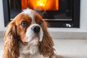 staring dog king charles next to the fireplace