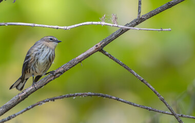 Closeup of a yellow-rumped warbler perched on a branch.