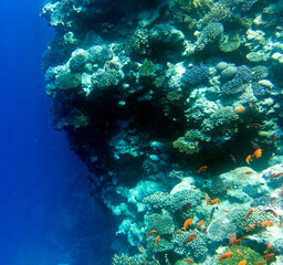 A nice photo of coral reef