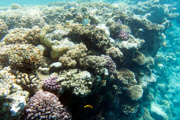 A nice photo of coral reef