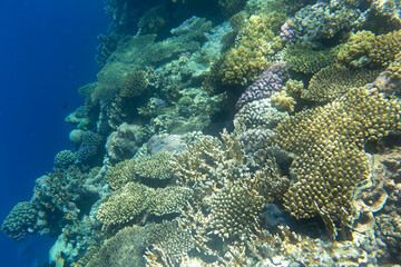 A nice photo of coral reef