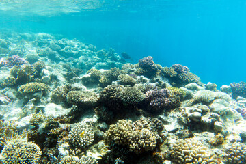 A nice photo of coral reef