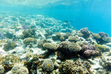 A nice photo of coral reef