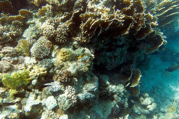 A nice photo of coral reef