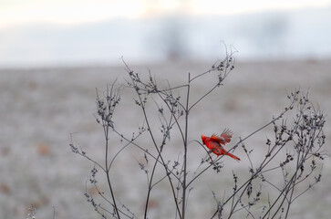 A male northern cardinal landing on a dead plant in winter.
