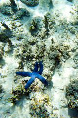 A photo of blue seastar