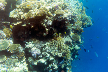 A nice photo of coral reef